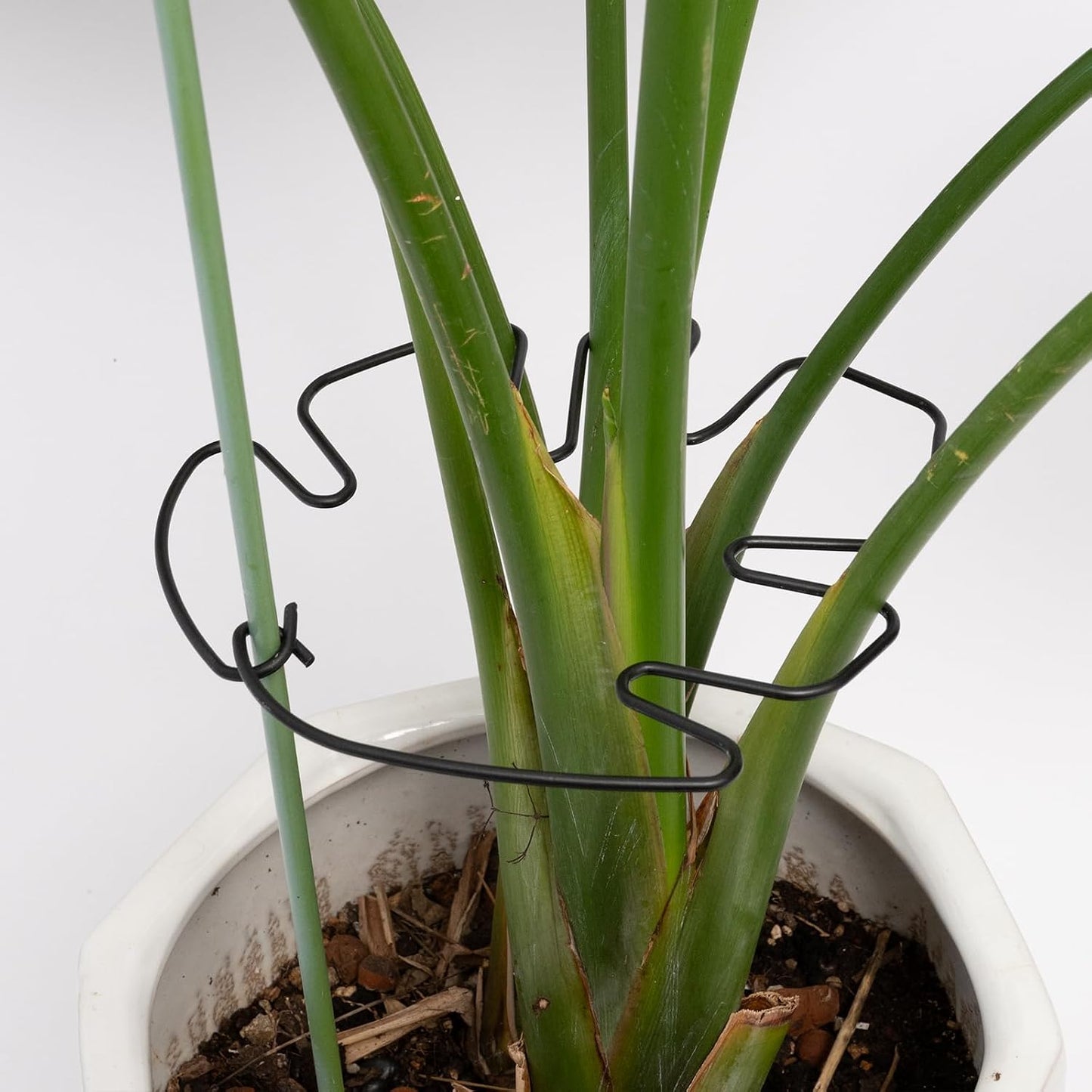 5PCS Monstera Plant Support Hook - 4.1 * 4.4IN Stem Holder