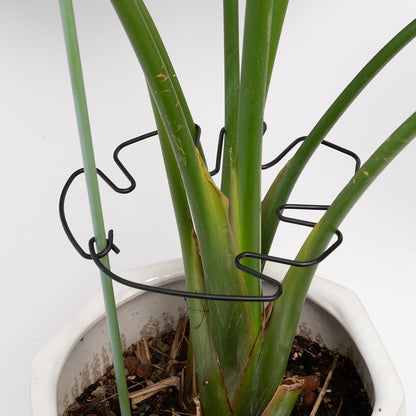 5PCS Monstera Plant Support Hook - 4.1 * 4.4IN Stem Holder