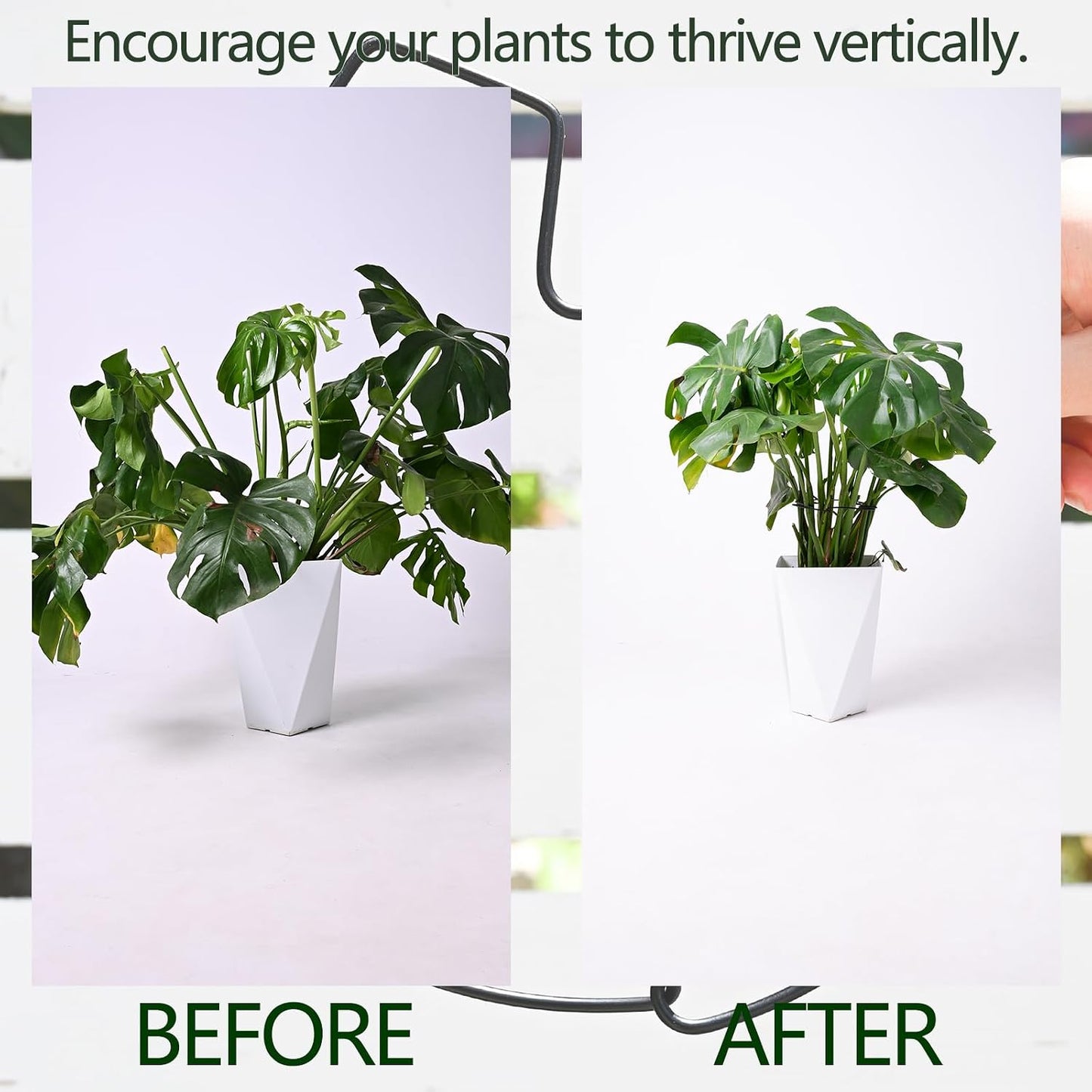 5PCS Monstera Plant Support Hook - 4.1 * 4.4IN Stem Holder