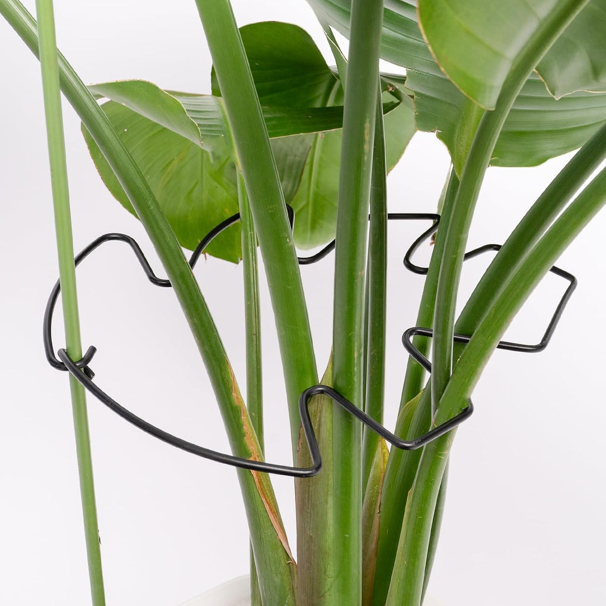 5PCS Monstera Plant Support Hook - 4.1 * 4.4IN Stem Holder