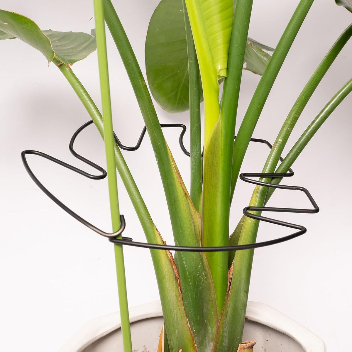 5PCS Monstera Plant Support Hook - 4.1 * 4.4IN Stem Holder