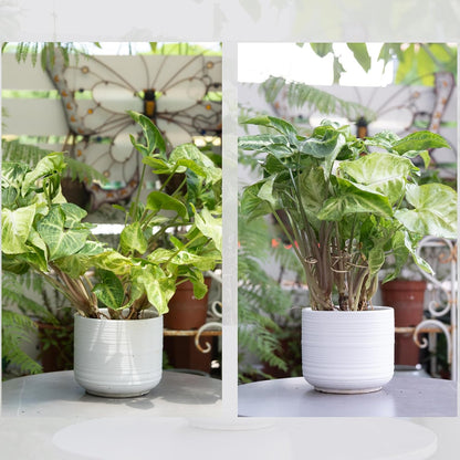 5PCS Monstera Plant Support Hook - 4.1 * 4.4IN Stem Holder