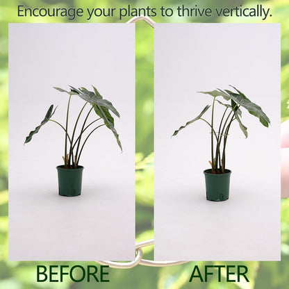 5PCS Monstera Plant Support Hook - 4.1 * 4.4IN Stem Holder
