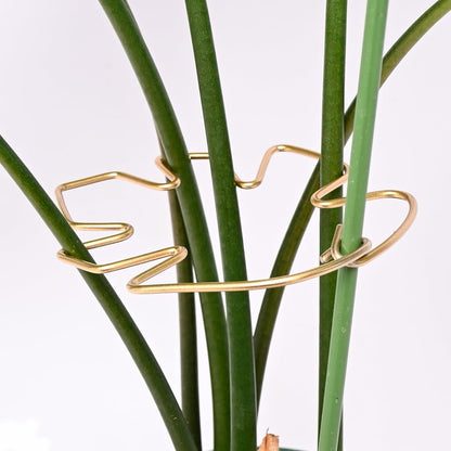 5PCS Monstera Plant Support Hook - 4.1 * 4.4IN Stem Holder
