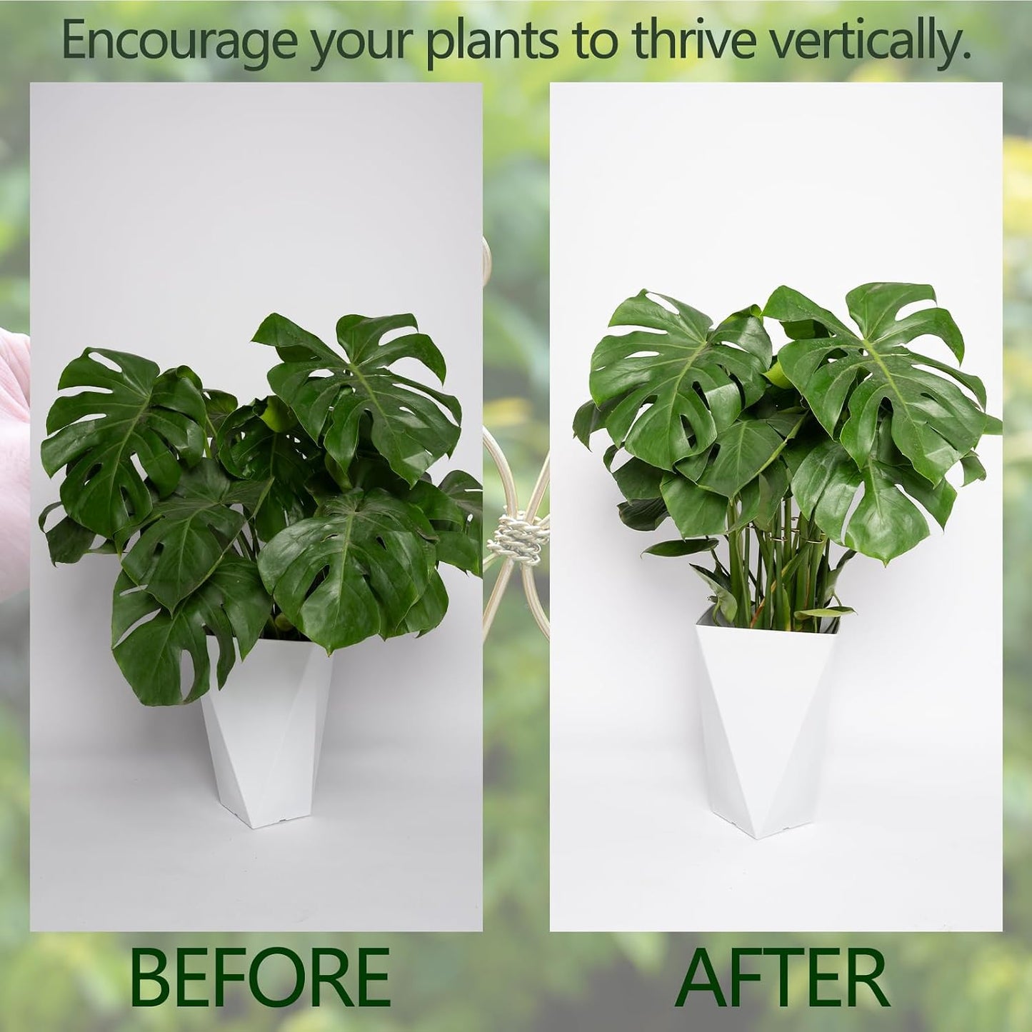 5PCS Monstera Plant Support Hook - 4.1 * 4.4IN Stem Holder