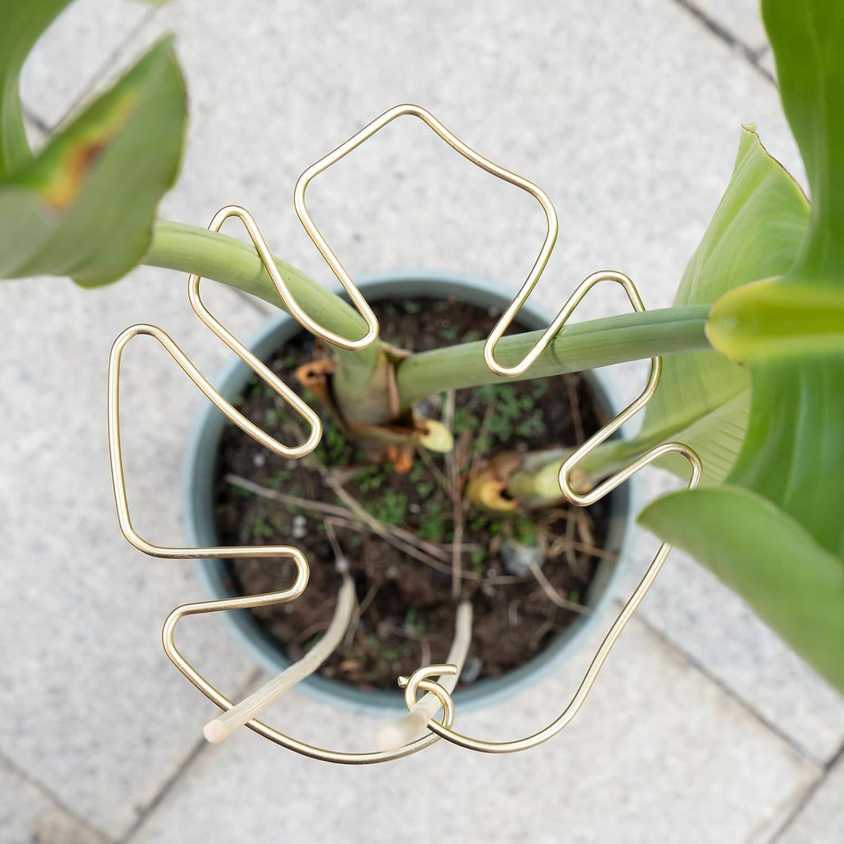 5PCS Monstera Plant Support Hook - 4.1 * 4.4IN Stem Holder