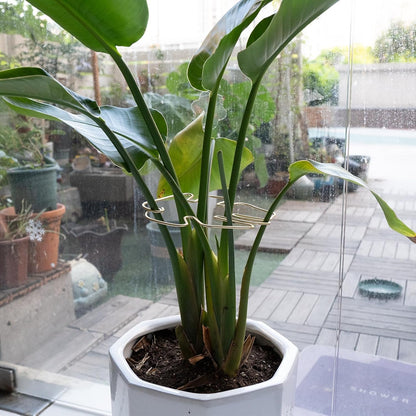5PCS Monstera Plant Support Hook - 4.1 * 4.4IN Stem Holder