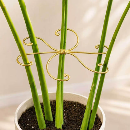 5PCS Monstera Plant Support Hook - 4.1 * 4.4IN Stem Holder