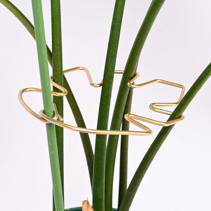 5PCS Metal Plant Stem Support-Monstera Stabilizer Grapple Holder
