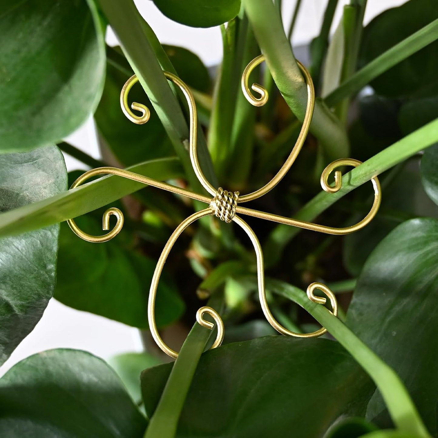 5PCS Metal Plant Stem Support-Monstera Stabilizer Grapple Holder