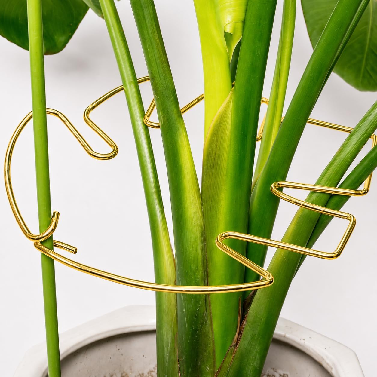 5PCS Metal Plant Stem Support-Monstera Stabilizer Grapple Holder