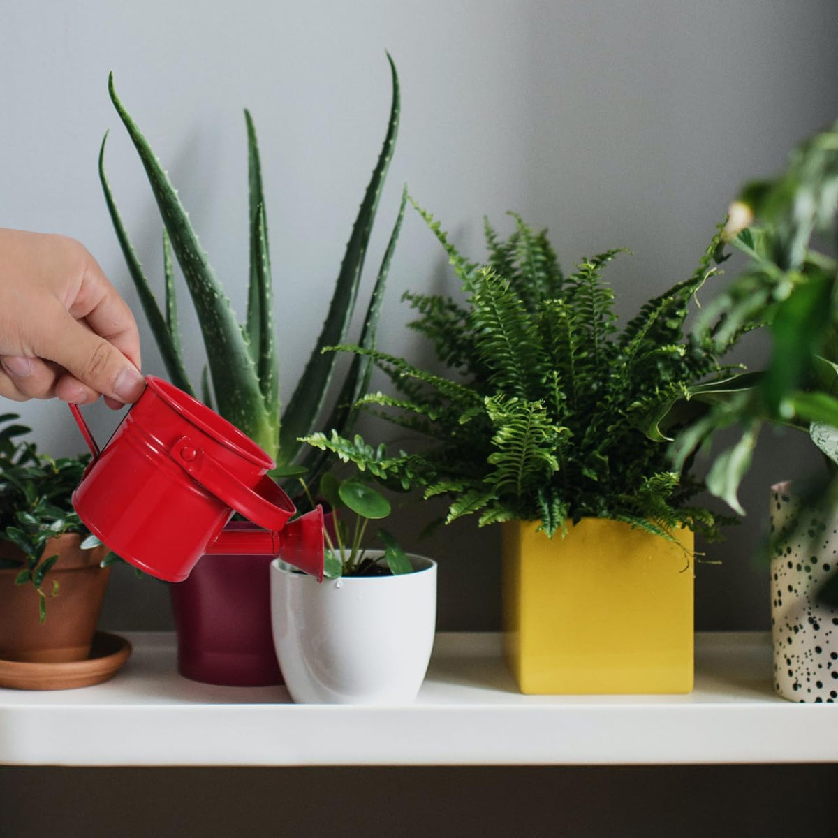 2 Pack Kids Metal Watering Can for Gardening, Small Iron Watering Can Set for Indoor Outdoor Plants, Mini Toddler Water Pot for Succulents Houseplants Bonsai (Blue, Red)