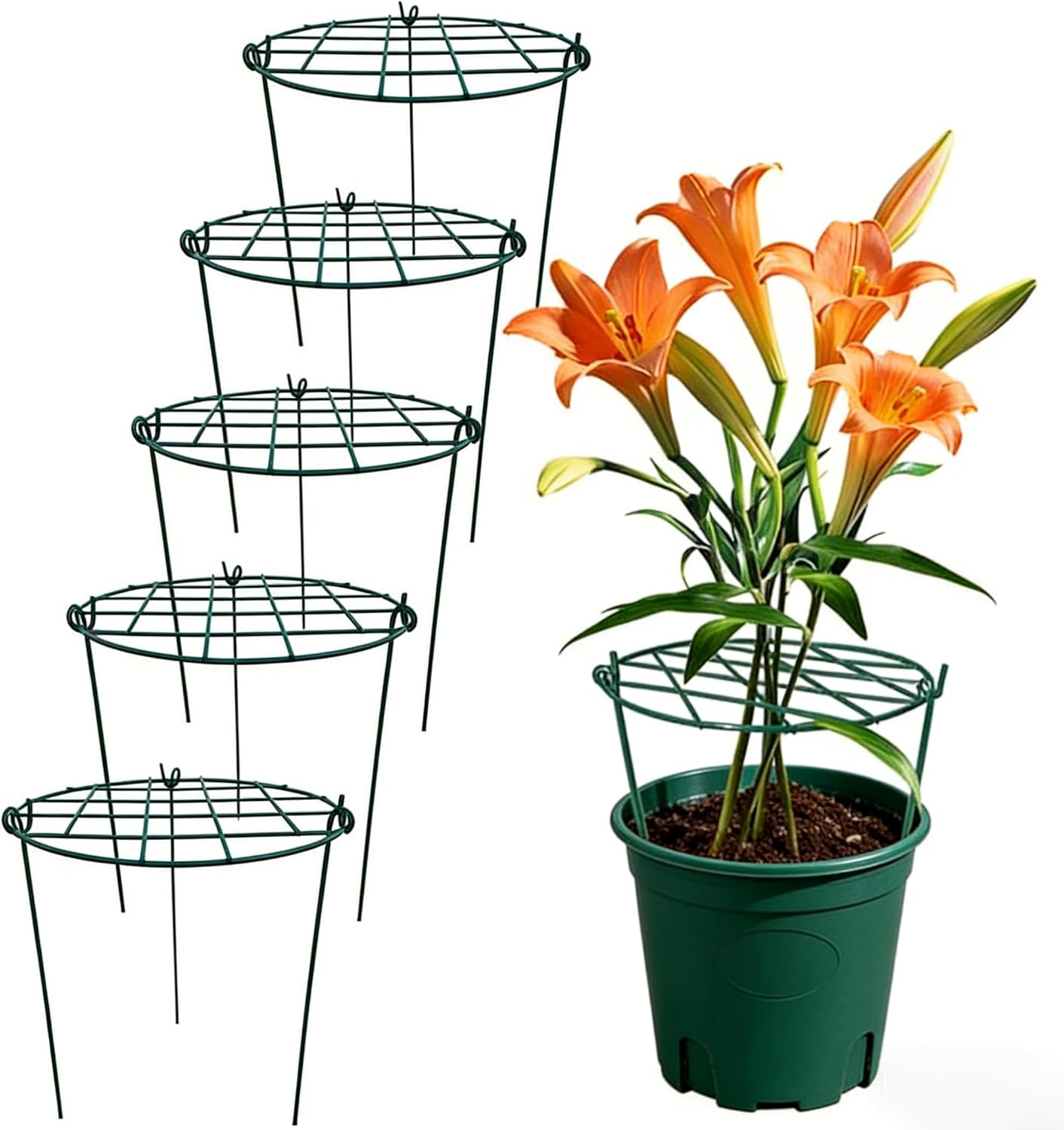 5 Pack 16 x 24 inch Peony Cages,Grow Through Plant Support Stakes, Flower Support Hoops Heavy Plants Brace Rings