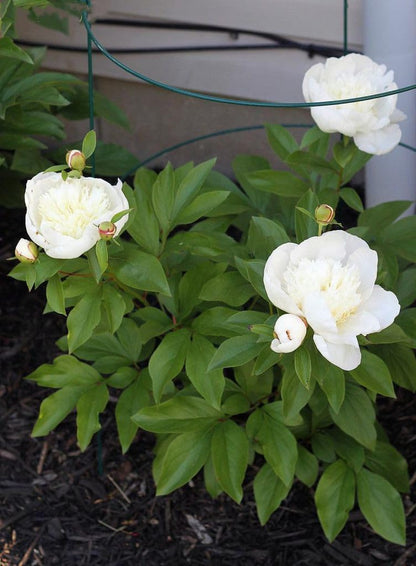 5 Pack 16 x 24 inch Peony Cages,Grow Through Plant Support Stakes, Flower Support Hoops Heavy Plants Brace Rings