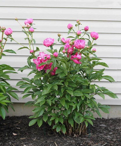 5 Pack 16 x 24 inch Peony Cages,Grow Through Plant Support Stakes, Flower Support Hoops Heavy Plants Brace Rings