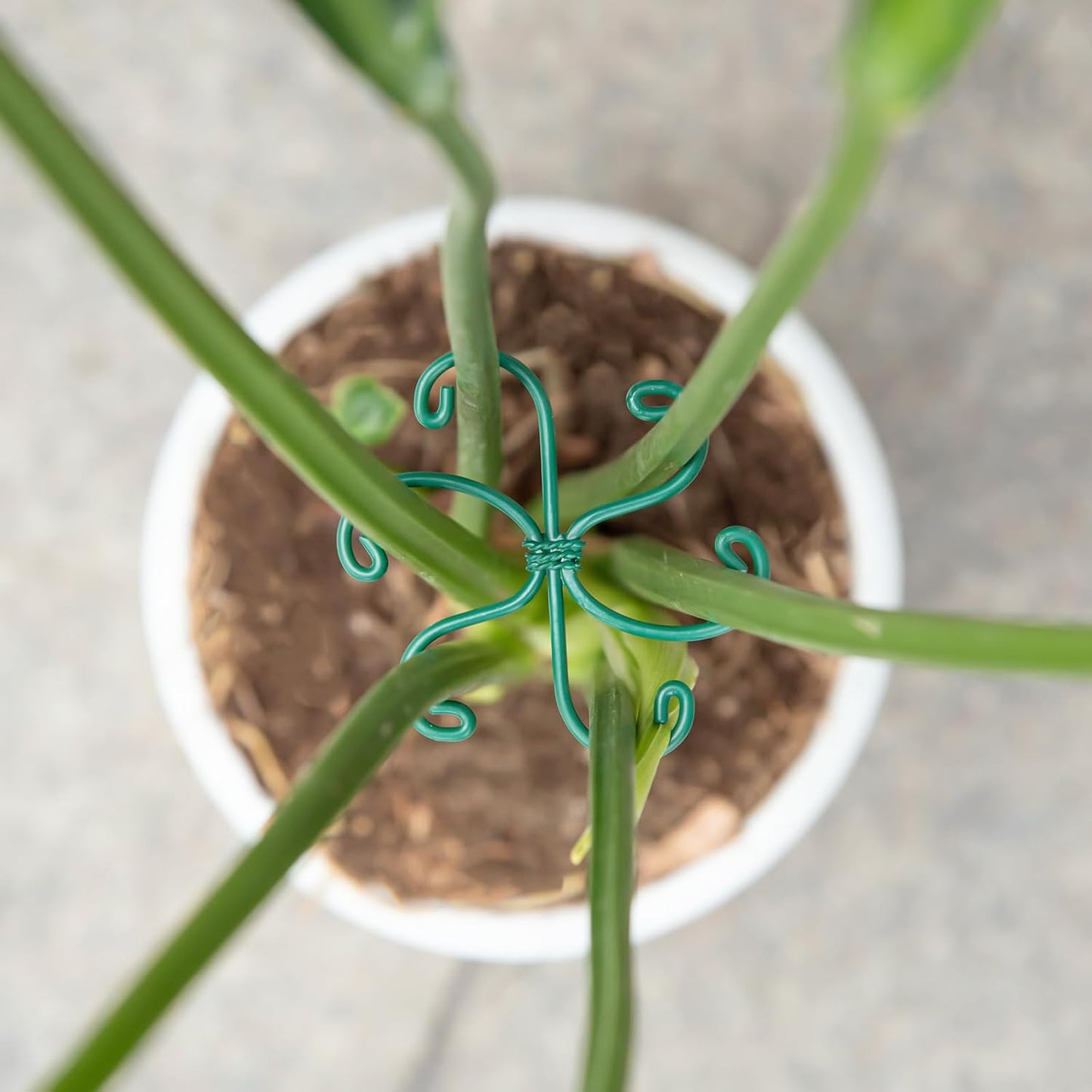 5PCS Monstera Plant Support Hook - 4.1 * 4.4IN Stem Holder
