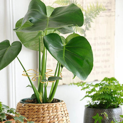 6pcs Plant Stem Support, Iron Monstera Plants Support, Plant Stem Holder