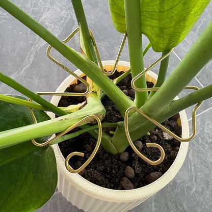 6pcs Plant Stem Support, Iron Monstera Plants Support, Plant Stem Holder