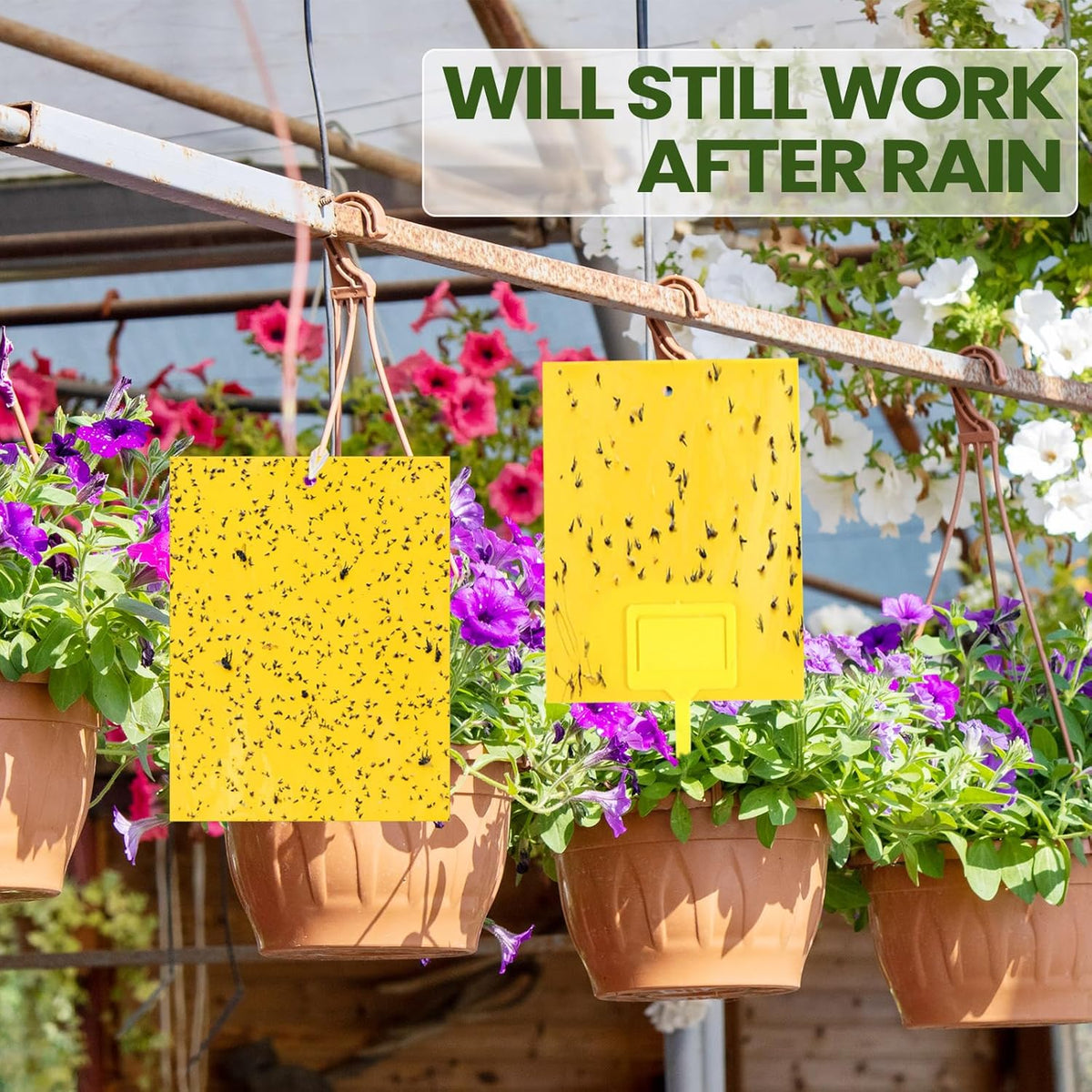 Qualirey 50 Pcs 6 x 8 in Yellow Sticky Traps for Gnats Plant Insect Trap