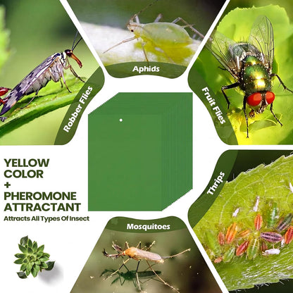 Qualirey 50 Pcs 6 x 8 in Yellow Sticky Traps for Gnats Plant Insect Trap