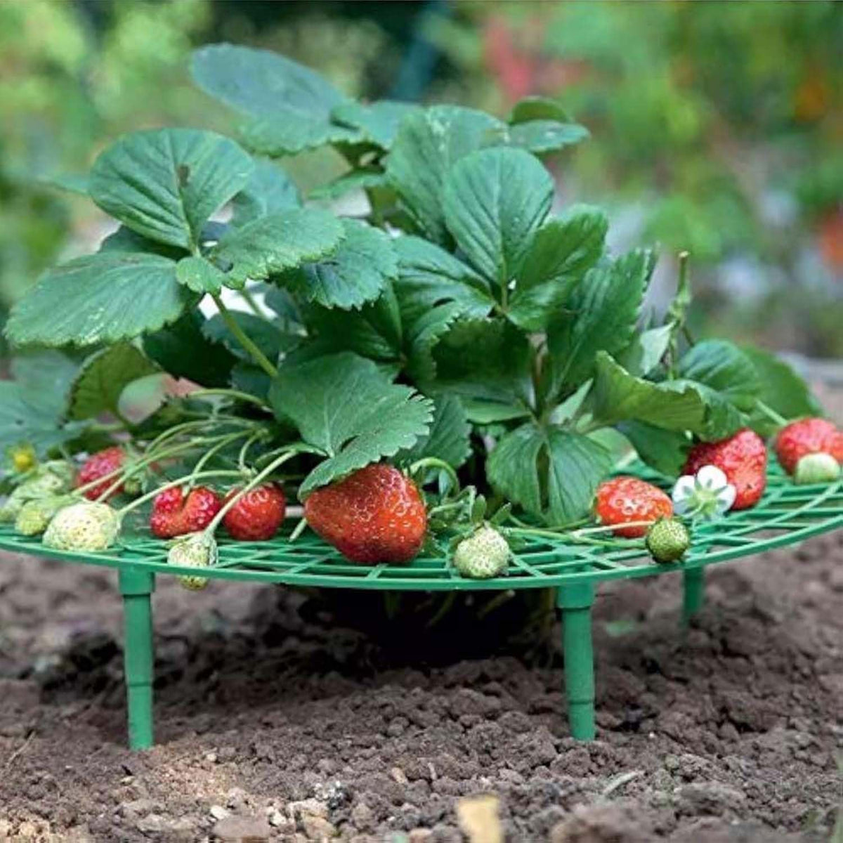 10 Pack Strawberry Plant Support, Large Size Strawberry Growing Racks