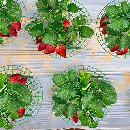 10 Pack Strawberry Plant Support, Large Size Strawberry Growing Racks