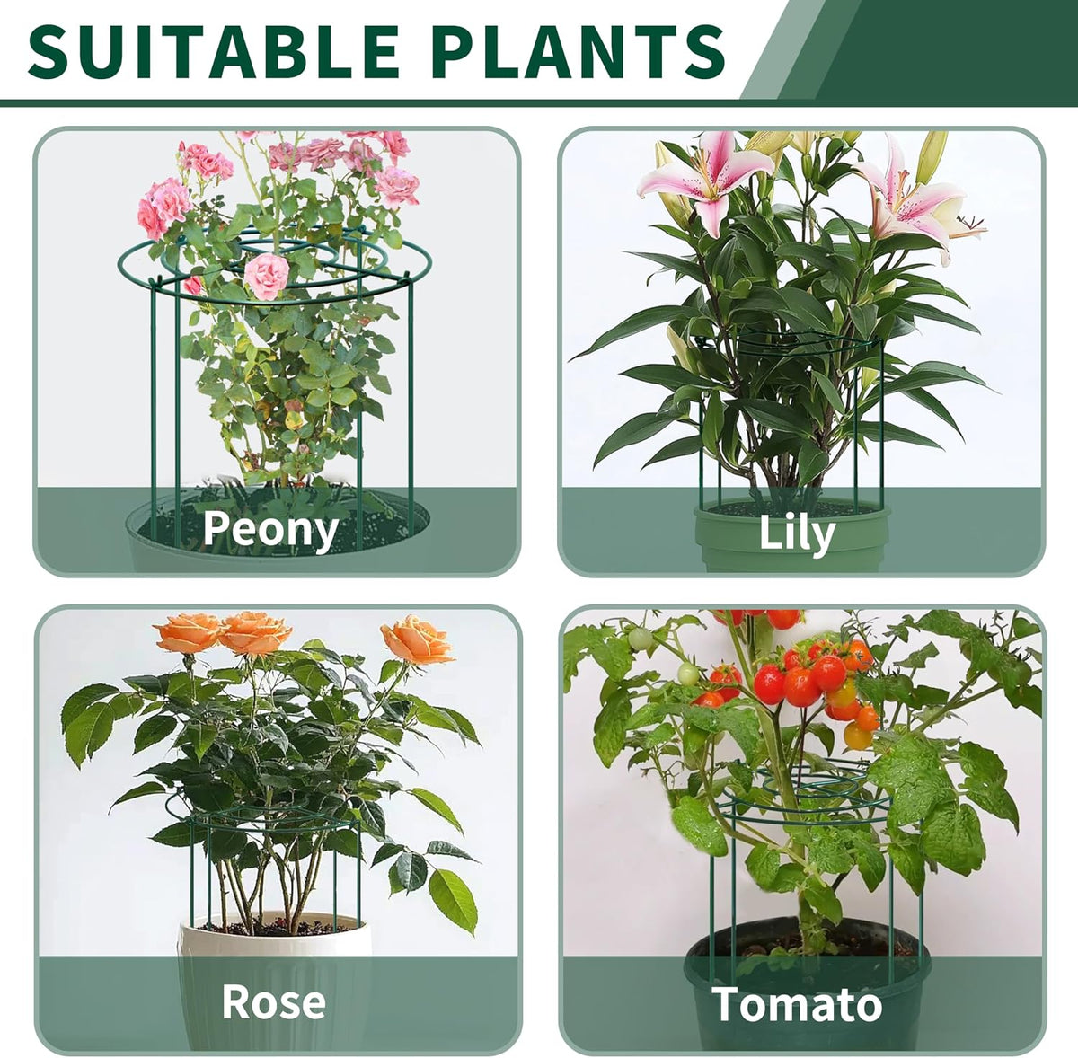 4pack Peony Cages and Supports, 18 x 24 Inch Four Legs Peony Cage, Heavy-Duty Peonies Support Cages, Peony Ring for Roses, Hydrangeas, Sage, Peonies, Cucumbers, Tomato
