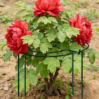 4pack Peony Cages and Supports, 18 x 24 Inch Four Legs Peony Cage, Heavy-Duty Peonies Support Cages, Peony Ring for Roses, Hydrangeas, Sage, Peonies, Cucumbers, Tomato