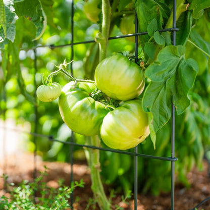 4 Pack 11.5" Square Tomato Cage for Garden & Pots, Rust-Resistant Tomato Stakes Heavy Gauge Plant Cage Trellis Support for Climbing Vegetables Plants
