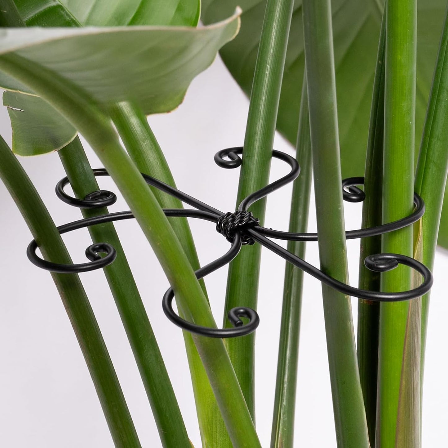 5PCS Monstera Plant Support Hook - 4.1 * 4.4IN Stem Holder