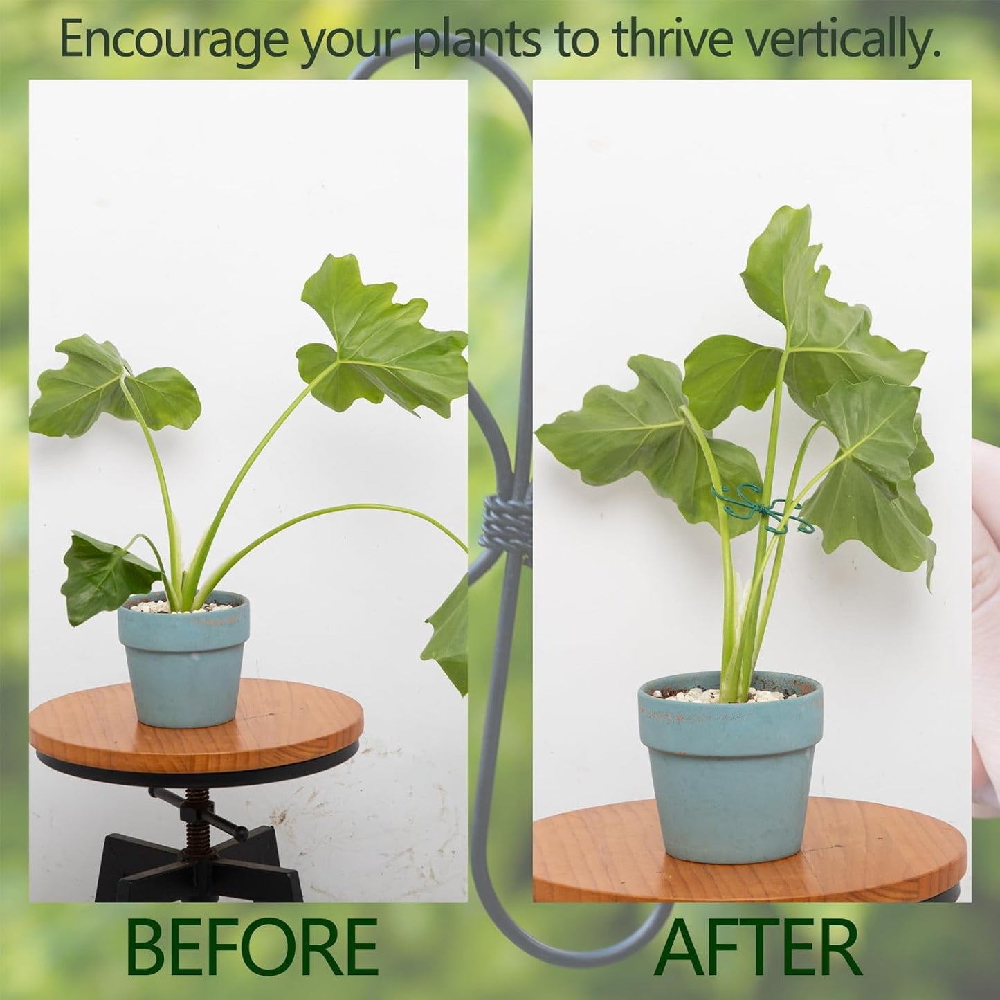5PCS Monstera Plant Support Hook - 4.1 * 4.4IN Stem Holder