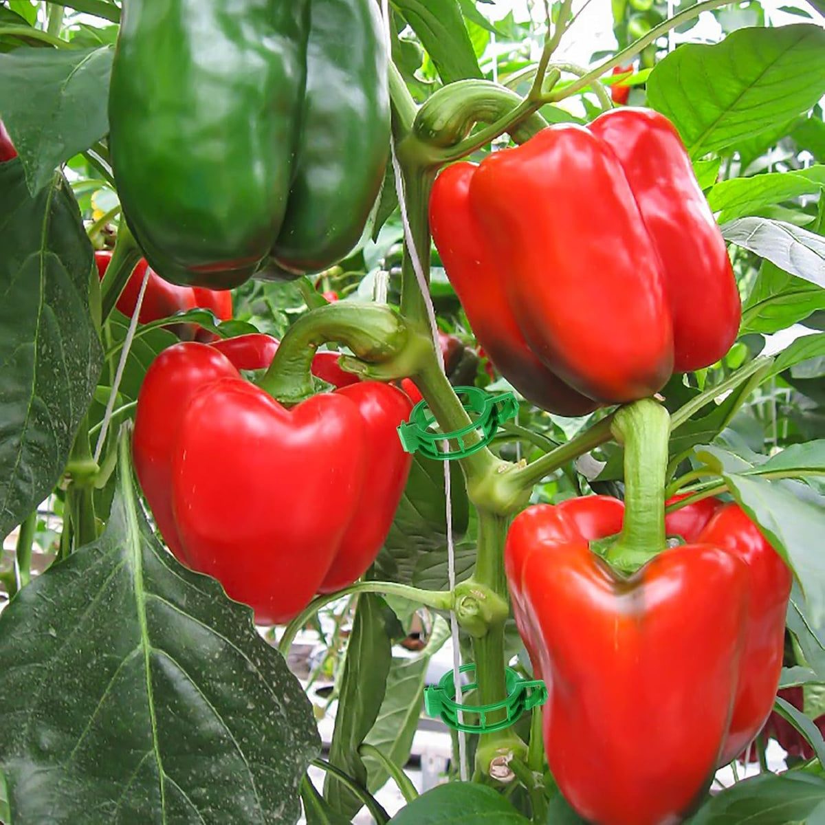 30Pcs Tomato Hooks with String, Tomato Support Hooks, Tomato Holder Hooks & Plant Support Clips with 33.3ft Twine to Prevent Tomatoes from Pinching or Falling Off