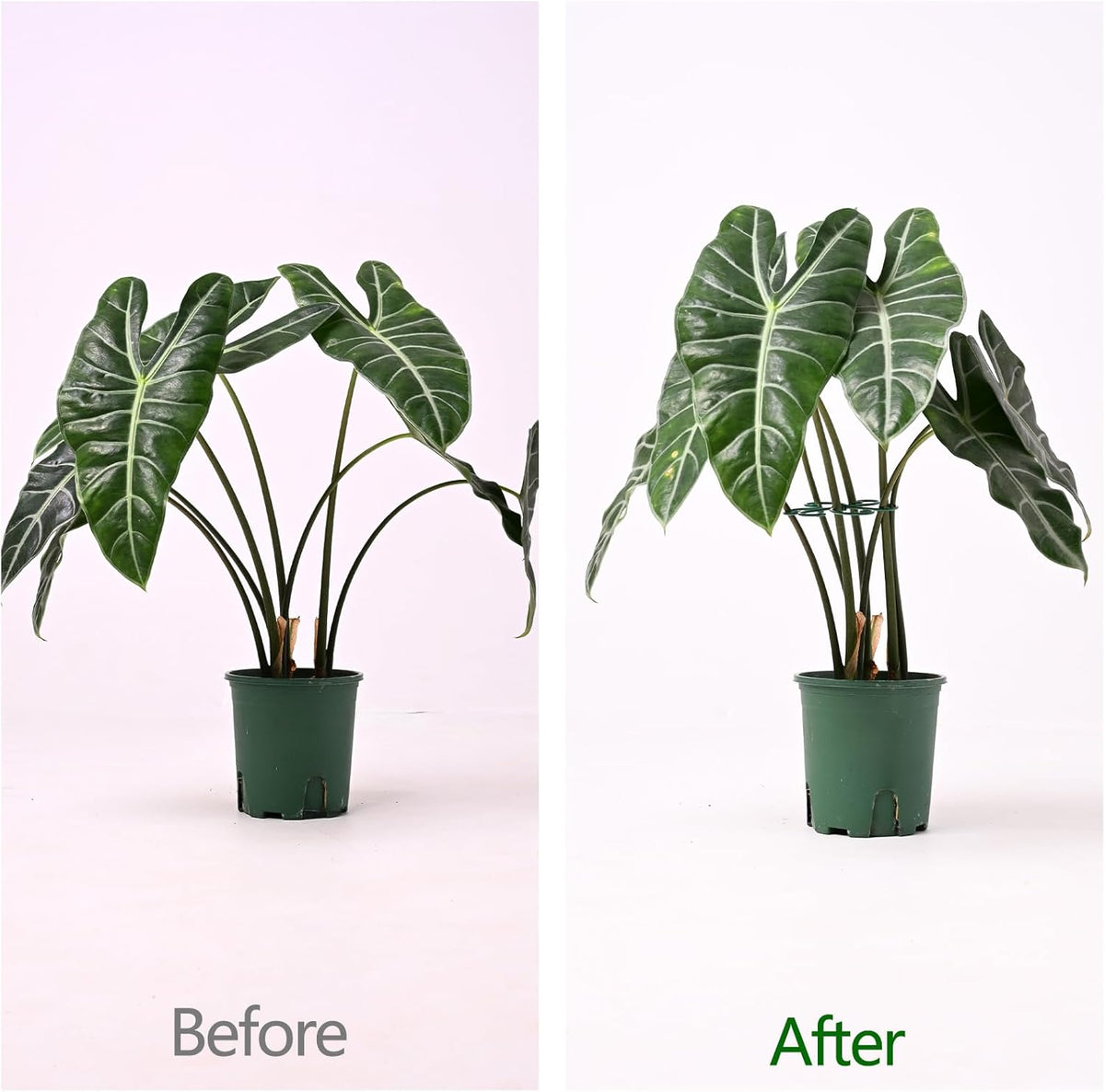 5PCS Monstera Plant Support Hook - 4.1 * 4.4IN Stem Holder