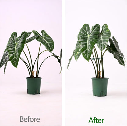 5PCS Monstera Plant Support Hook - 4.1 * 4.4IN Stem Holder
