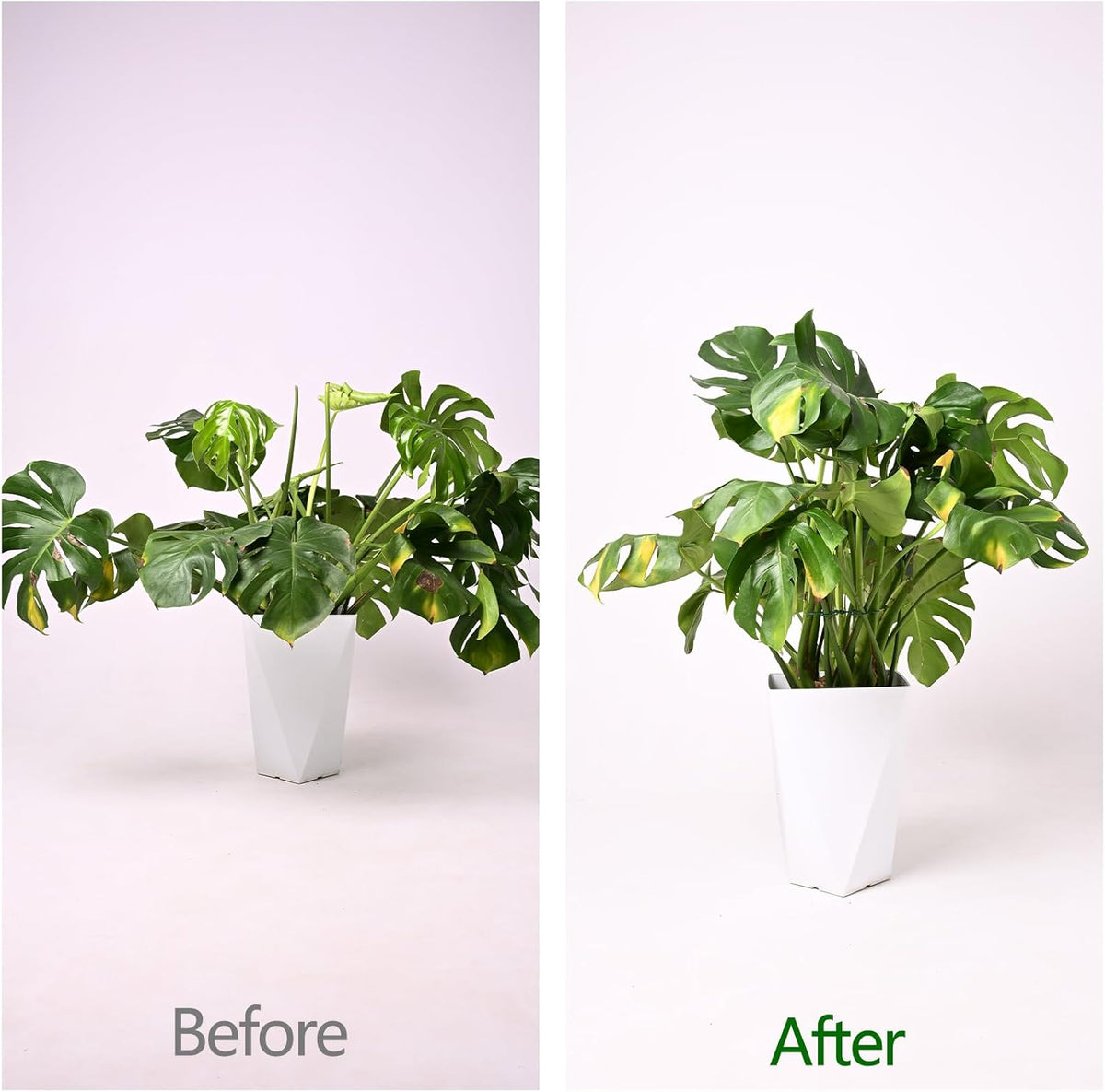 5PCS Monstera Plant Support Hook - 4.1 * 4.4IN Stem Holder