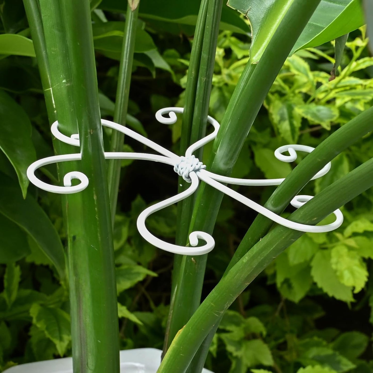 5PCS Monstera Plant Support Hook - 4.1 * 4.4IN Stem Holder