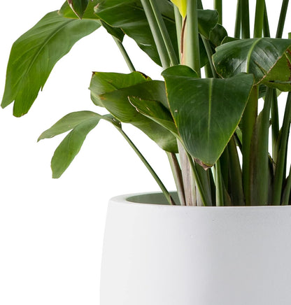 Kante 15.7" Dia Round Concrete Planter, Outdoor Indoor Garden Plant Pots with Drainage Hole and Rubber Plug, Modern Curvaceous Design, Slate Gray