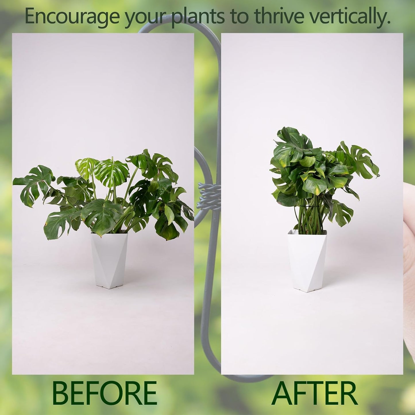 5PCS Monstera Plant Support Hook - 4.1 * 4.4IN Stem Holder
