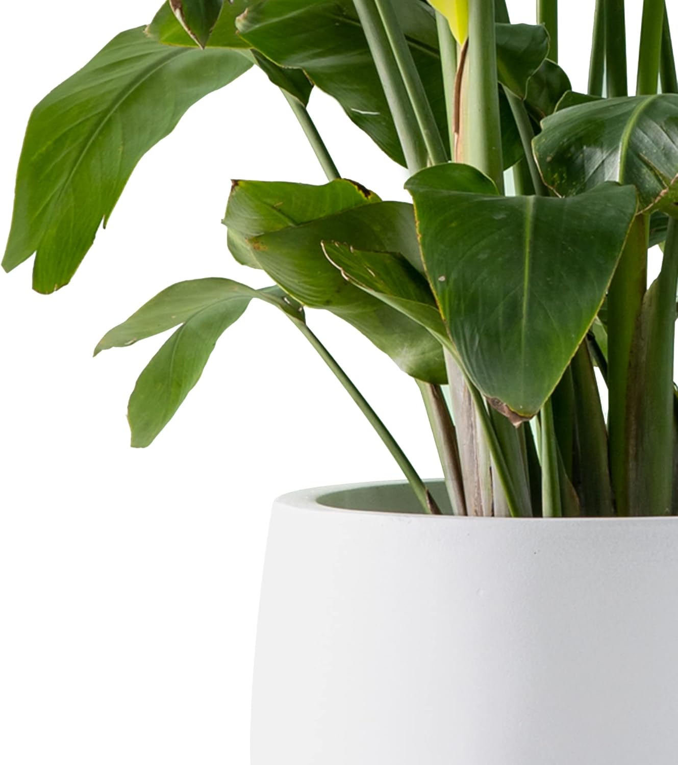 Kante 15.7" Dia Round Concrete Planter, Outdoor Indoor Garden Plant Pots with Drainage Hole and Rubber Plug, Modern Curvaceous Design, Slate Gray