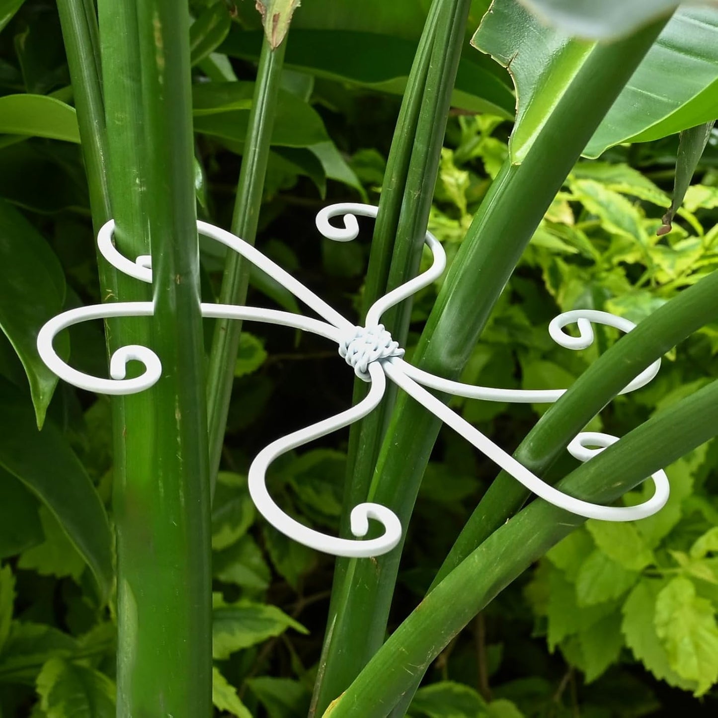5PCS Monstera Plant Support Hook - 4.1 * 4.4IN Stem Holder
