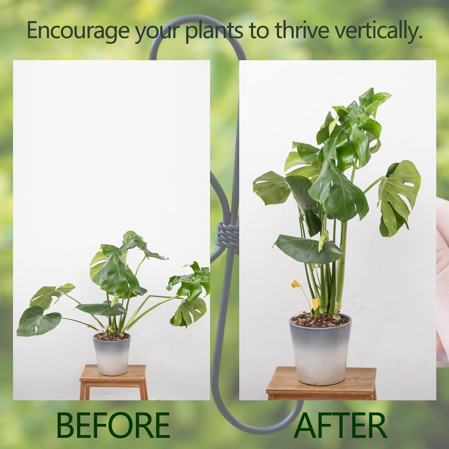 5PCS Monstera Plant Support Hook - 4.1 * 4.4IN Stem Holder