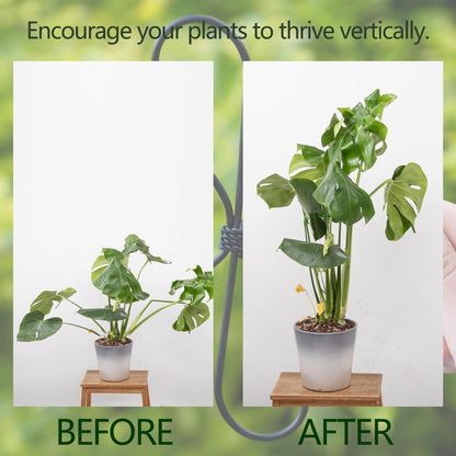 5PCS Monstera Plant Support Hook - 4.1 * 4.4IN Stem Holder