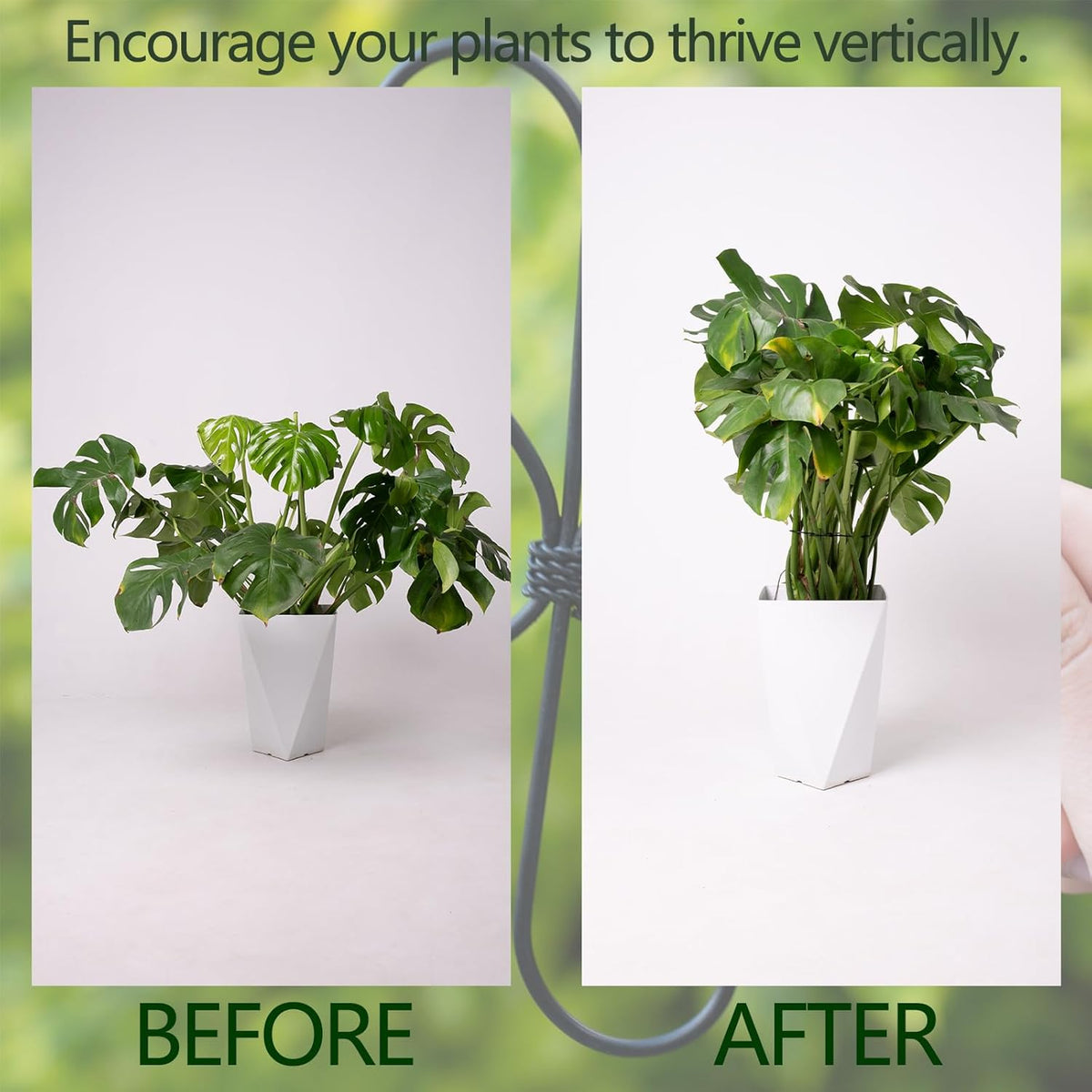 5PCS Monstera Plant Support Hook - 4.1 * 4.4IN Stem Holder