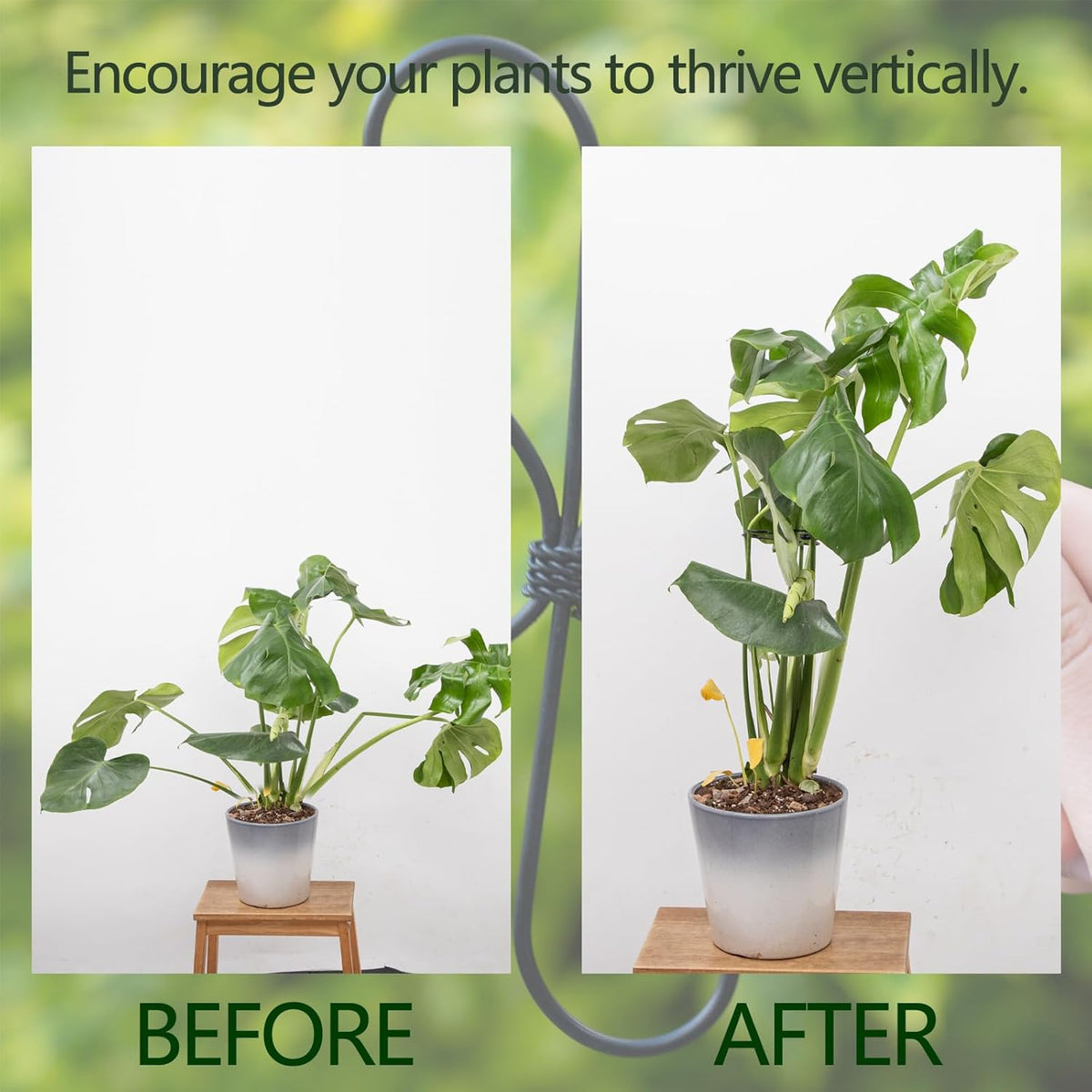 5PCS Monstera Plant Support Hook - 4.1 * 4.4IN Stem Holder