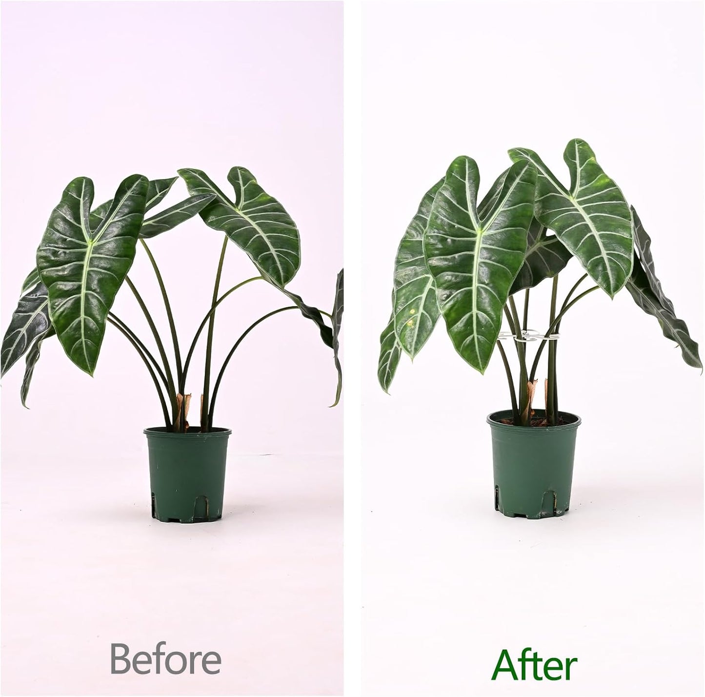 5PCS Monstera Plant Support Hook - 4.1 * 4.4IN Stem Holder