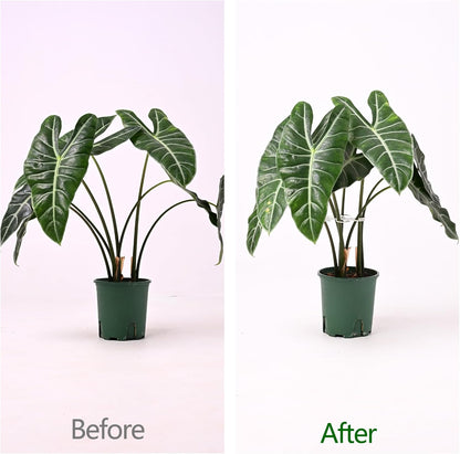 5PCS Monstera Plant Support Hook - 4.1 * 4.4IN Stem Holder