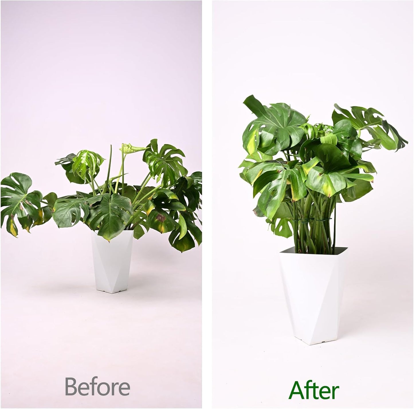 5PCS Monstera Plant Support Hook - 4.1 * 4.4IN Stem Holder
