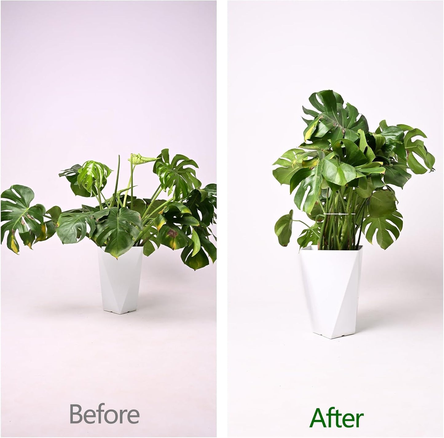 5PCS Monstera Plant Support Hook - 4.1 * 4.4IN Stem Holder