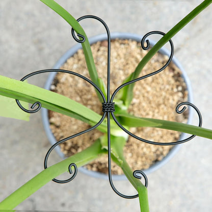 5PCS Monstera Plant Support Hook - 4.1 * 4.4IN Stem Holder
