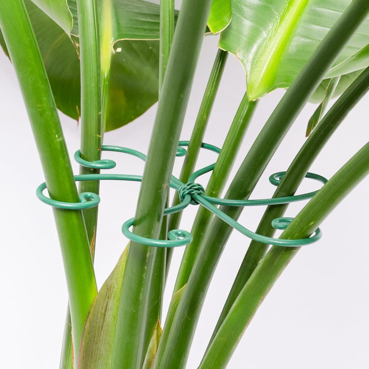 5PCS Monstera Plant Support Hook - 4.1 * 4.4IN Stem Holder